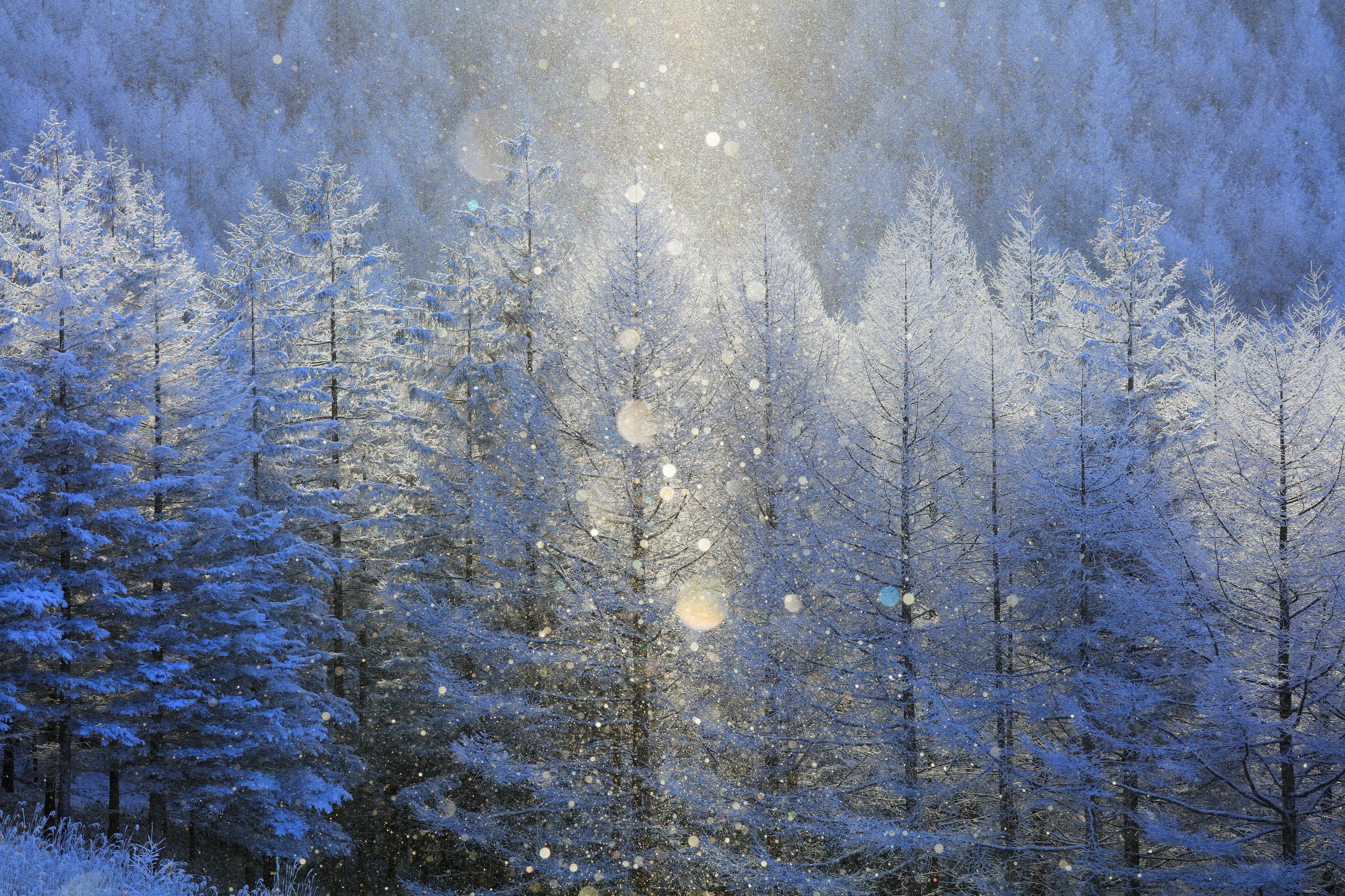 値下げ不可寒くなったら冬物値上げします 赤青ワイコ 新潟加島屋インターネットショッピングサイト／公式通販 - さけ茶漬